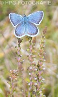 /album/fotogalerij-dieren/icarusblauwtje-jpg1/