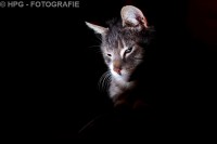 /album/fotogalerij-dieren/flitssssssss-jpg/