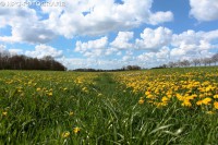 /album/fotogalerij-landschappen/paardeploemen-jpg/