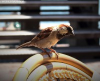 /album/fotogalerij-dieren/img-4321abb-jpg/
