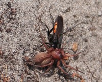 /album/fotogalerij-dieren/img-0334ab-jpg/
