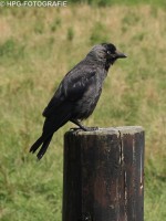 /album/fotogalerij-dieren/img-4401a-jpg/