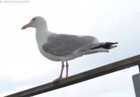 /album/fotogalerij-dieren/meeuw-jpg/